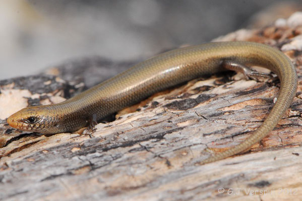 Bedriaga’s Skink - Chalcides bedriagai pistaciae