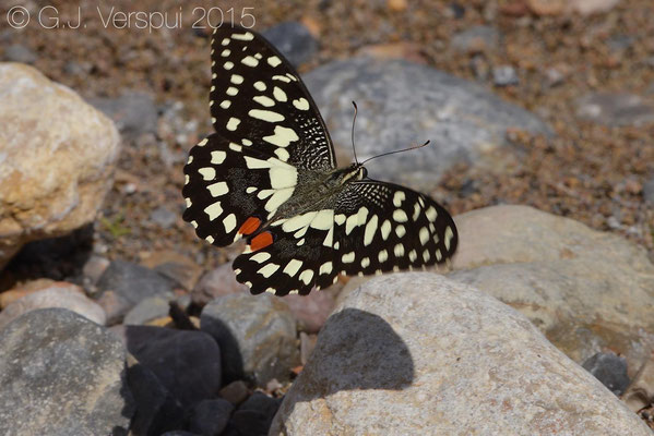 Papilio demoleus, thanks to Franziska Bauer for the ID!