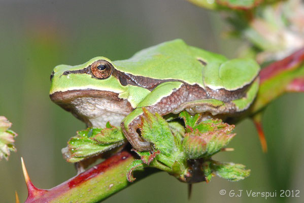 Iberian Tree Frog - Hyla molleri