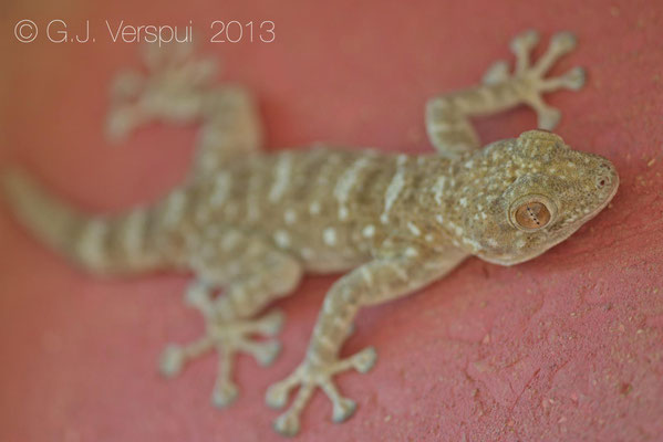 Sinai Fan-Fingered Gecko - Ptyodactylus guttatus    In Situ