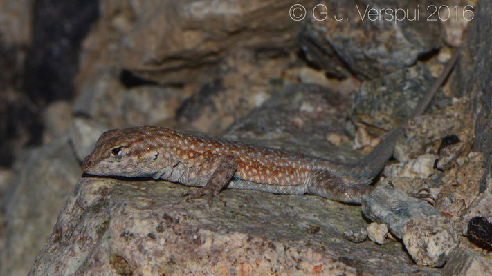 Common Side-blotched Lizard (Uta stansburiana)