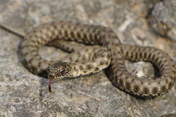 Dice Snake - Natrix tessellata 