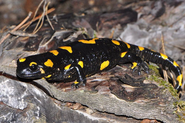 Fire Salamander - Salamandra salamandra werneri