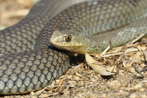 Eastern Montpellier Snake - Malpolon insignitus 