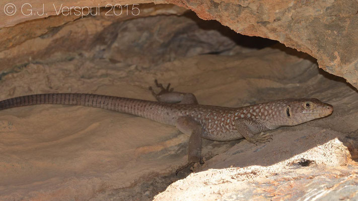 Female Omanosaura jayakari, In Situ