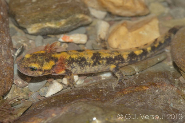 Fire Salamander - Salamandra salamandra larvae   In Situ