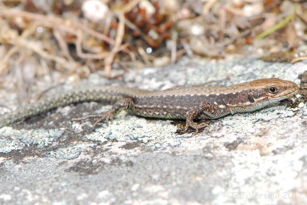 Galan’s Rock Lizard - Iberolacerta galani