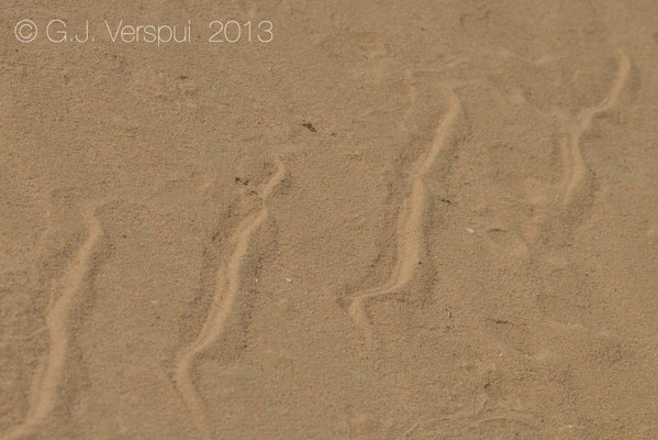 Tracks of Desert Horned Viper - Cerastes cerastes