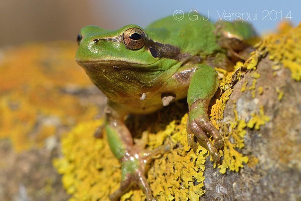 Stripeless Tree Frog - Hyla meridionalis