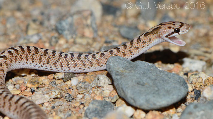 Desert Glossy Snake (Arizona elegans eburnata)