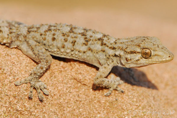 Moorish Gecko - Tarentola mauritanica 