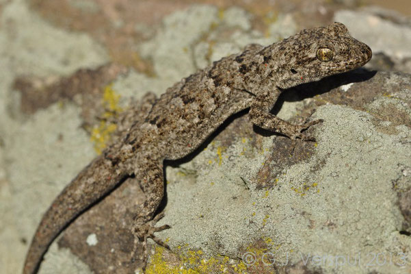 Kotschy's Gecko - Mediodactylus kotschyi