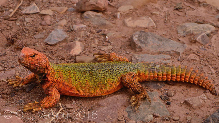 Uromastyx nigriventris