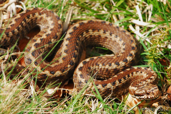  First Seoane’s Viper - Vipera seoanei seoanei