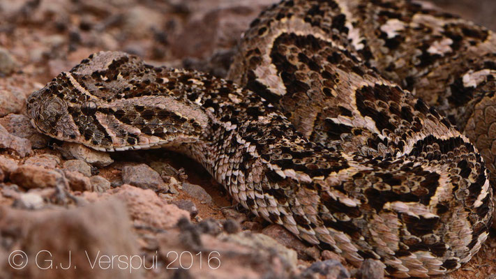 Bitis arietans