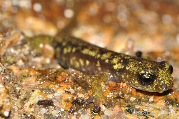 Sette Fratelli Cave Salamander - Speleomantes sarrabusensis    In Situ
