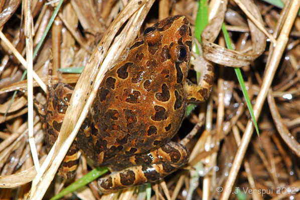 Iberian Painted Frog - Discoglossus galganoi    In Situ