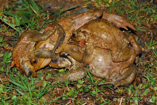 Common Toad - Bufo bufo    In Situ