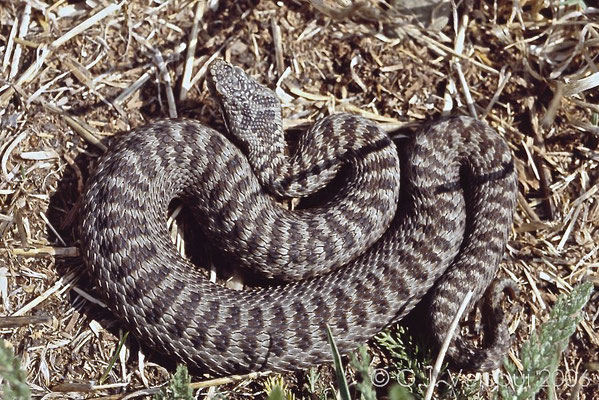 2006, a Vipera seoanei cantabrica, these should be here, but none was found this year.