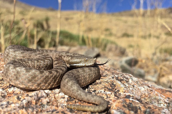 Second female Vipera monticola