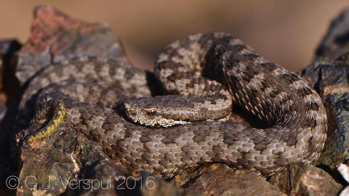 Male Vipera monticola