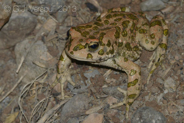 Green Toad - Pseudepidalea variabilis