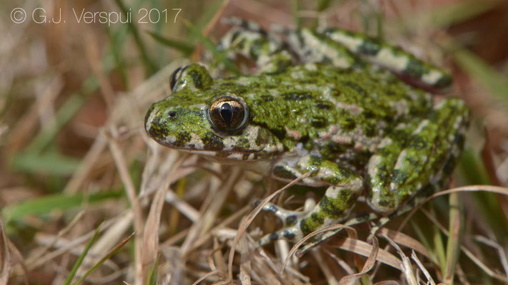 Parsley Frog - Pelodytes punctatus