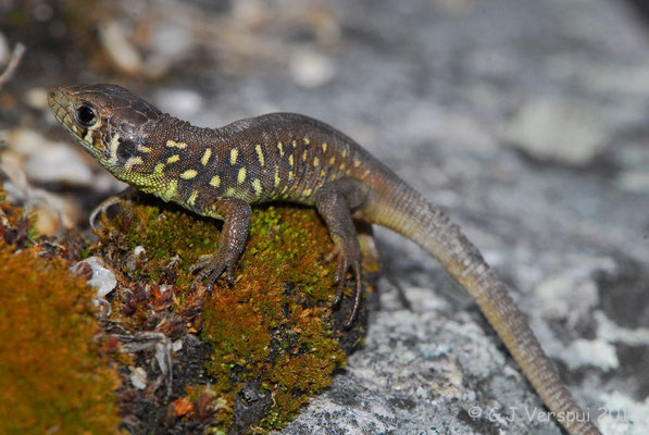 Schreiber’s Green Lizard - Lacerta schreiberi (juvenile)