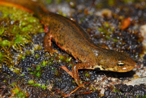 Bosca’s Newt - Lissotriton boscai