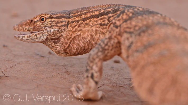 Varanus griseus