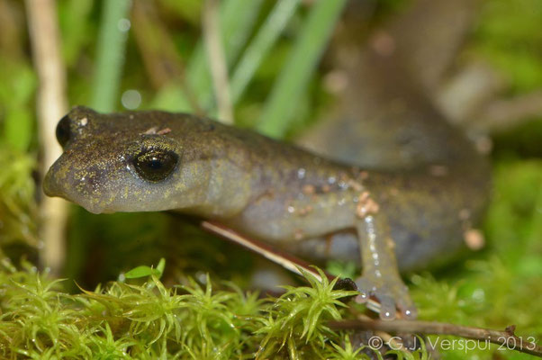 Gené’s Cave Salamander - Speleomantes genei  subsp. B    In Situ