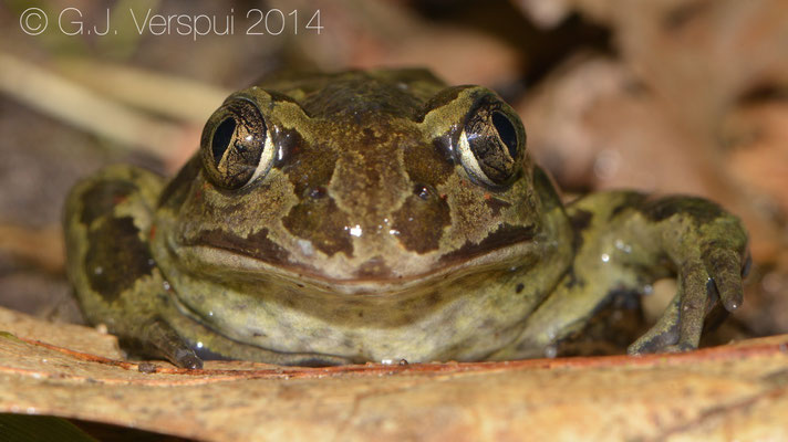 2nd Common Spadefoot Toad - Pelobates fuscus
