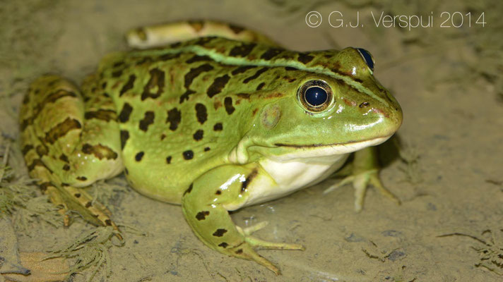 Marsh Frog - Pelophylax ridibundus