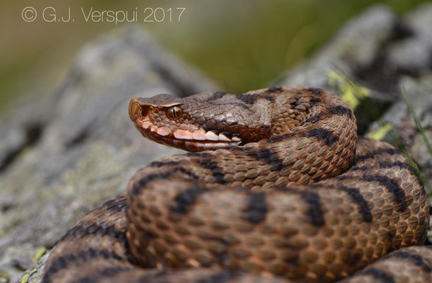 Female Asp Viper - Vipera aspis 'atra'