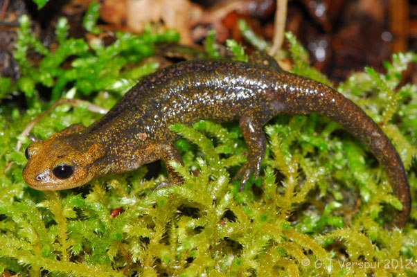 Fire Salamander - Salamandra salamandra alfredschmidti