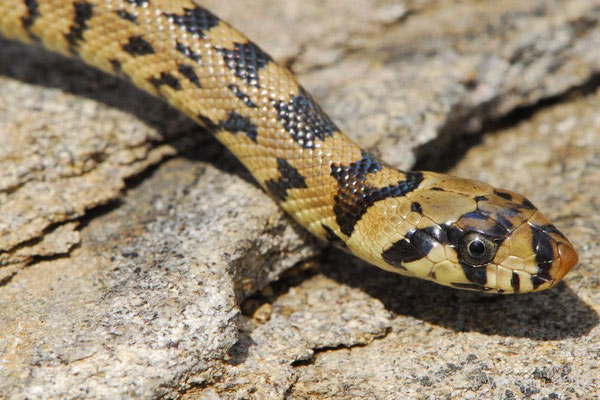 Ladder Snake - Rhinechis scalaris