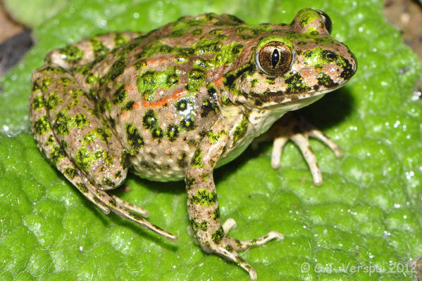 Parsley Frog - Pelodytes species