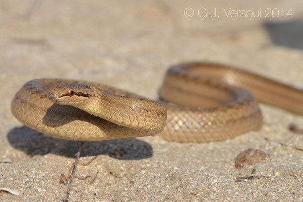 Smooth Snake - Coronella austriaca