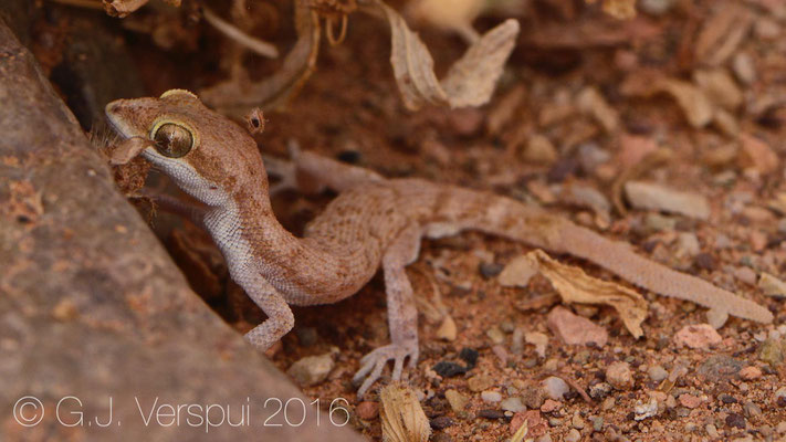 Tropiocolotes algericus