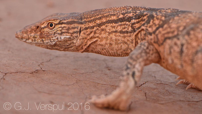 Varanus griseus