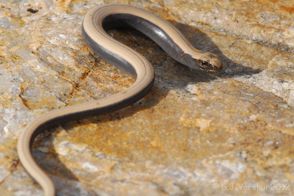 Slow worm - Anguis fragilis