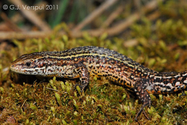 Viviparous Lizard - Zootoca vivipara