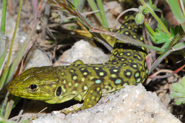 Ocellated Lizard - Timon lepidus lepidus (juvenile)