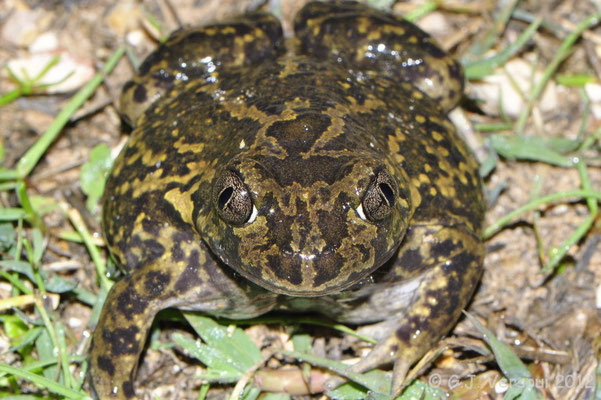Western Spadefoot Toad - Pelobates cultripes 
