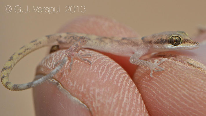 Sand Gecko - Tropiocolotes nattereri