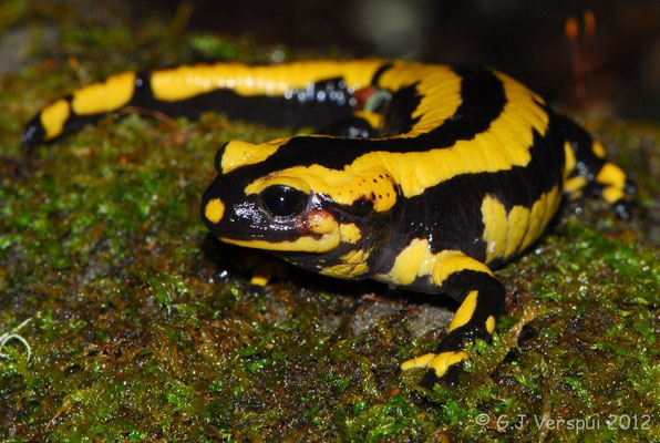  Fire Salamander - Salamandra salamandra, intergrade bejarae/fastuosa