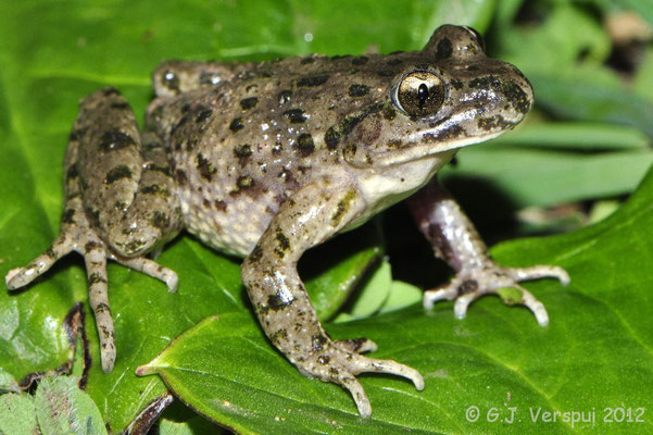 Iberian Parsley Frog - Pelodytes ibericus 