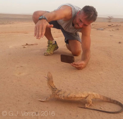 Varanus griseus, © Matt Wilson