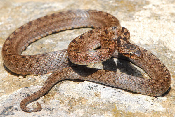 Southern Smooth Snake - Coronella girondica