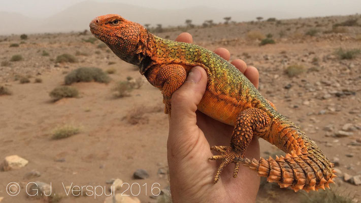 Uromastyx nigriventris